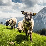 Seefeld Alpin - Tiroler Chalet Apartment Апартаменти Зефельд-ін-Тіроль