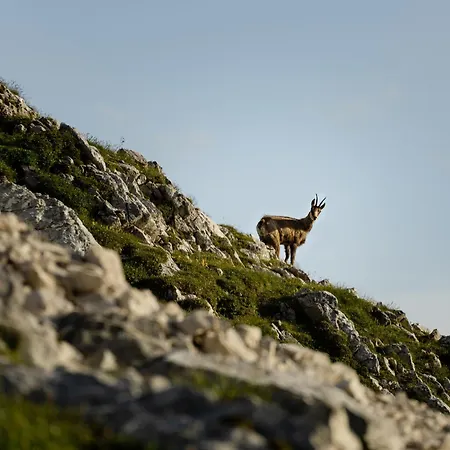 Seefeld Alpin - Rustikales Tiroler *