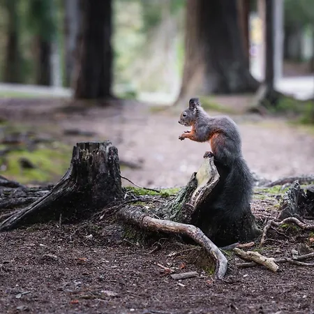 Seefeld Alpin - Rustikales Tiroler Seefeld in Tirol
