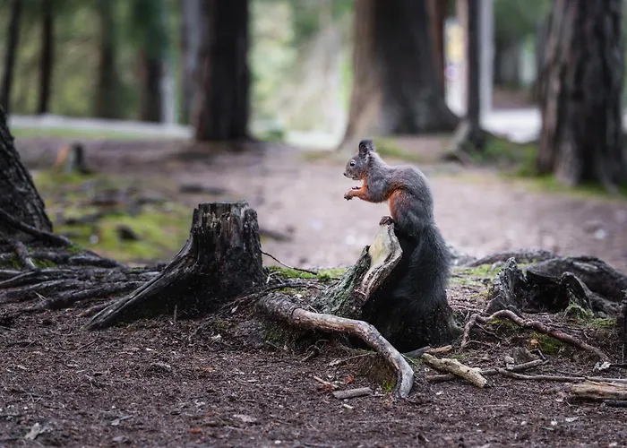 Seefeld Alpin - Rustikales Tiroler Зеефельд в Тироле